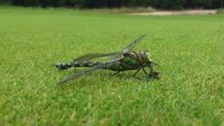 Dragonfly feeding on wasp [upl. by Dumm598]