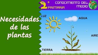 Cono 2º Primaria Tema 6 Las necesidades de las plantas [upl. by Gail]