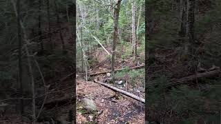 Hiking Arethusa Falls Trail whitemountains 13 seconds [upl. by Reklaw]