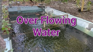 Concrete Pond Farming Using Overflowing Set Up [upl. by Nahtanha]