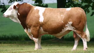 Simmental Cattle  Abundant Meat And Milk [upl. by Hesketh]