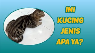 Kucing Keren Corak Macan Langka [upl. by Merrill]