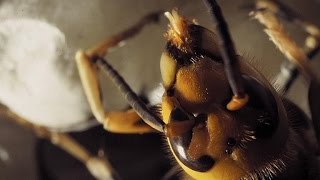 Cameras Capture a Hornet Hatching UpClose [upl. by Isahella484]