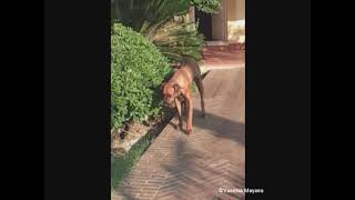 OCD en Rhodesian Ridgeback [upl. by Turnheim565]