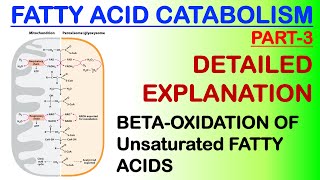 Fatty acid catabolism Part 3 [upl. by Jourdan]