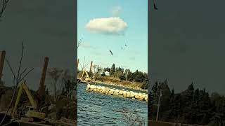 Eagle fishing with crows super shaky cam [upl. by Bubalo]