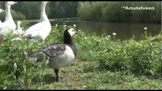 Amsterdamse Bos TV Afl13  RTV Amstelveen [upl. by Casandra]