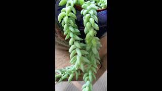 Burros Tail Houseplant  Succulent plant [upl. by Nomae592]