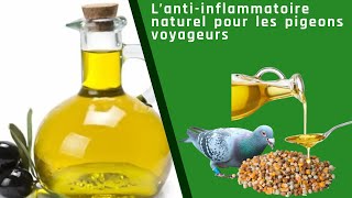 L’anti inflammatoire naturel pour les pigeons voyageurs [upl. by Anivlem]