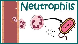 Neutrophil and its role in immunity Neutrophil in antibacterial immunity Functions of neutrophils [upl. by Kassel]