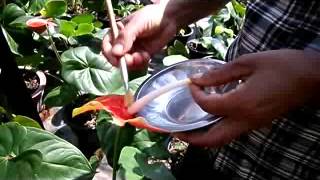 How to pollinate anthurium plant Anthurium plant care [upl. by Elram]