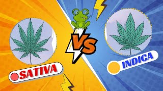 Sativa Vs Indica  10 DIFERENCIAS ENTRE INDICA Y SATIVA [upl. by Campos]