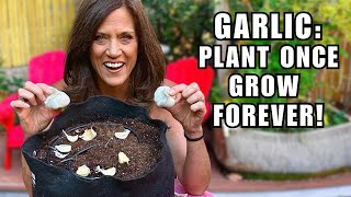 Growing Garlic in a 5 Gallon Container Plant Once Grow Forever [upl. by Zilevi]