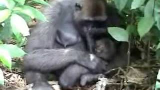 Rescued Gorilla Djeke in the Wild [upl. by Enirehtahc]