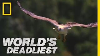 MidAir Eagle Fight  Worlds Deadliest [upl. by Gibert]