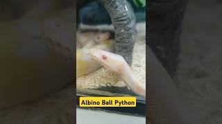 Albino Ball Python [upl. by Cecily]