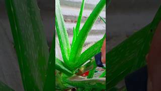 How to cut aloevera leaf 🌿 satisfying naturalfertilizer aloegarten trending shorts [upl. by Trudnak]