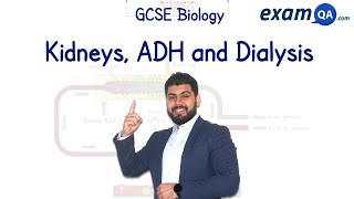 Kidneys ADH and Dialysis  GCSE Biology [upl. by Nivert942]