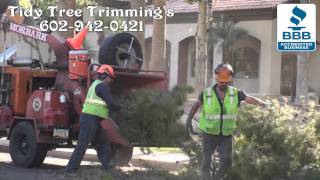 Phoenix Large Tree Removal Companies [upl. by Esinahs]