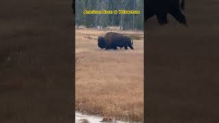 American Bison Giants of the Wild West 🦬🦬yellowstone shorts animals [upl. by Spence]