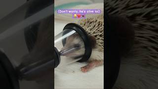 Hedgehog surgery🦔🏥  funnypets cuteanimalsdaily cutepets hedgehogs dailyshorts shortsdaily [upl. by Eoin]