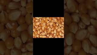 Unpopped popcorn kernels are called what short funfacts popcorn [upl. by Rudolph615]