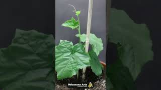 Luffa Plant Growing Time Lapse  Seed To Gourd 110 Days  Mrbanana Arts  plant timelapse [upl. by Euqinim]