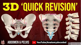 3D Abdomen amp Pelvis Osteology  Lumbar vertebrae  Sacrum  Bony Pelvis  Anatomy Decoded [upl. by Enilamme]