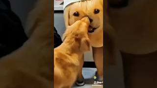 Funny dog manfunny comedyandfunmyfirsttrainranonme music bassboosted [upl. by Ilamad]