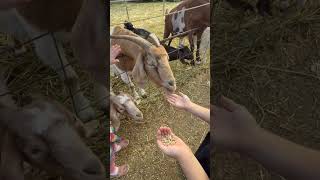 Feeding farm animals at the Pumpkin Patch BiZi Farms Vancouver Wa [upl. by Esil]