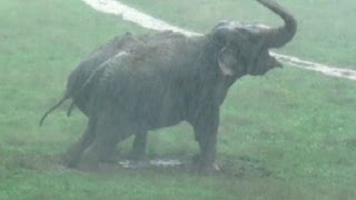 The Elephant Sanctuary  Thunderstorms at The Elephant Sanctuary in Tennessee [upl. by Aneerhs]