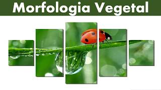 Morfologia Vegetal  Parte 3 [upl. by Akimet164]