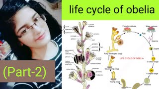 Life cycle of Obelia part2 planula larva metagenesis [upl. by Eesak]