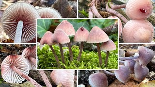 Großer Bluthelmling essbar Verwechslung  Bluthelmling Mycena haematopus [upl. by Htepsle]