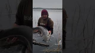 Stör Alarm 🚨 karpfenangeln karpfen fishing angeln fish carp angling carpangler carplife [upl. by Martie]