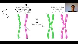 Cromossomos homólogos e cromátides [upl. by Aihsetal]