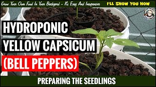 Hydroponic Yellow Capsicum Preparing the Seedlings [upl. by Atig73]