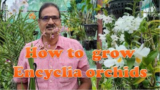 HOW TO GROW ENCYCLIA ORCHIDS [upl. by Natlus]