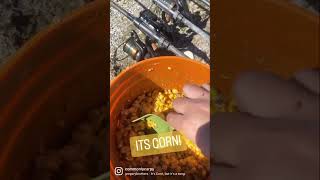 “I Really Like CORN”  For Carp Fishing fishing carp corn [upl. by Hecht434]