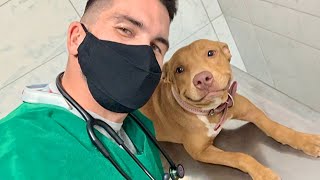 When Your Dog Realizes Vets Can Be Friendly Funniest Dog Reaction [upl. by Gill]