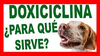 DOXICICLINA PARA PERROS El Antibiótico Que Tu Mascota Podría Necesitar [upl. by Onabru591]