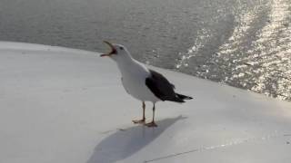 Seagull laughing [upl. by Brigid816]