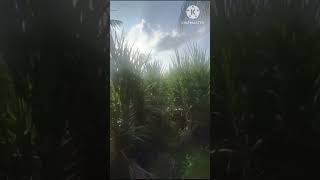 Horticulture Arecanut farm  plantation [upl. by Drofnil399]