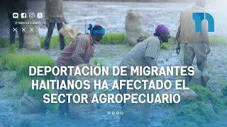 Deportación de migrantes haitianos han afectado al sector agropecuario [upl. by Grodin]