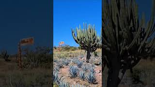 Stenocereus queretaroensis everywhere in this part of Zacatecas Many wild and many on Agave farms [upl. by Curcio451]