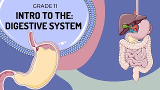 Digestive System Intro From the Mouth to the Stomach [upl. by Assilam879]