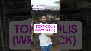 TORTICOLIS WRY NECK AND TREATMENT PoultrySetup [upl. by Euqinamod516]