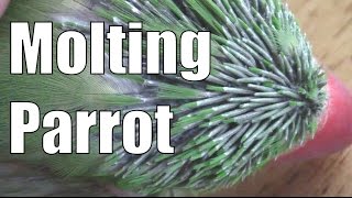 Molting Parrot [upl. by Anjali354]