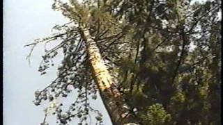 Falling an Old Growth Redwood [upl. by Ewens]