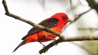 Scarlet Tanager—Flame of Spring [upl. by Nanette]